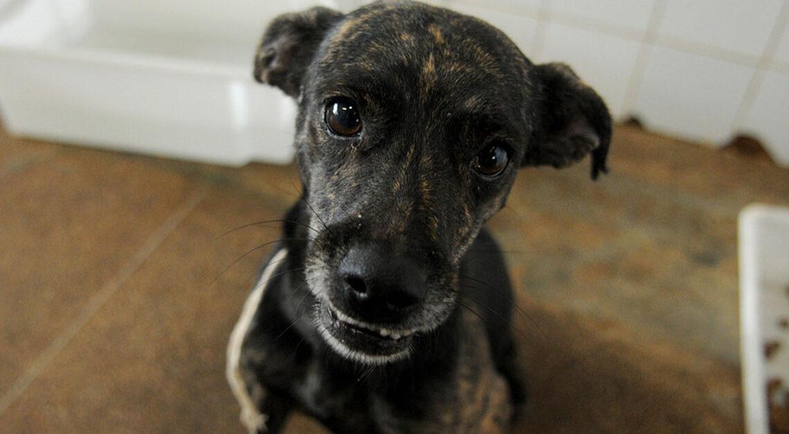 Câncer em cães, e se seu cão tiver câncer?