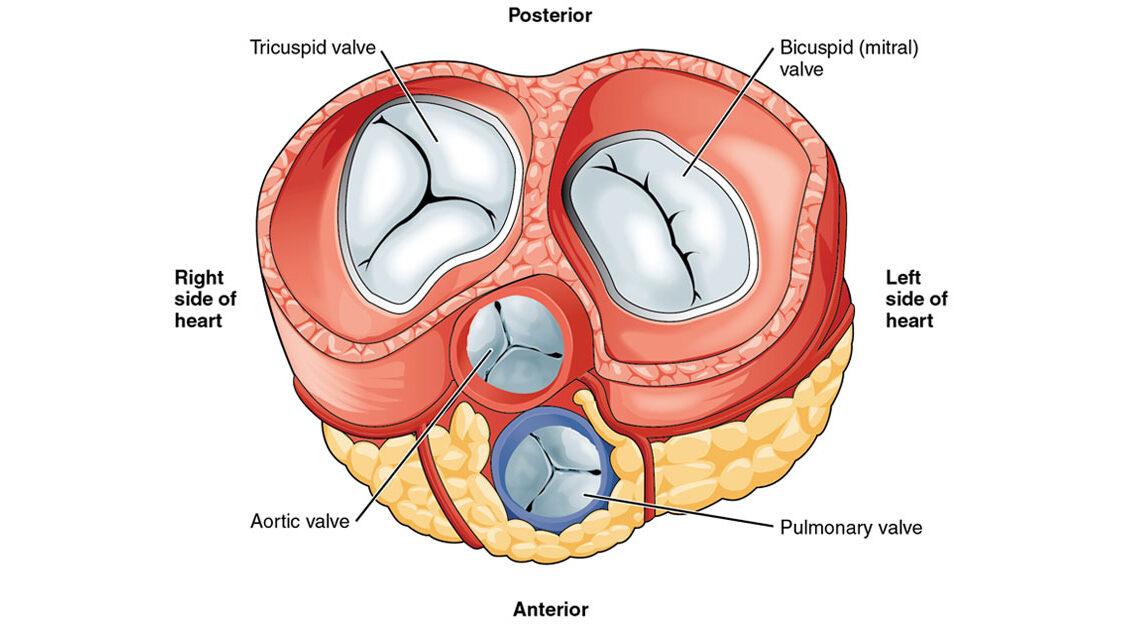 Dor Torácica, Cardiopatias e Válvulas Cardíacas Protéticas