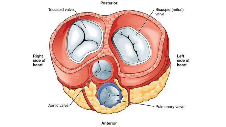 Dor Torácica, Cardiopatias e Válvulas Cardíacas Protéticas